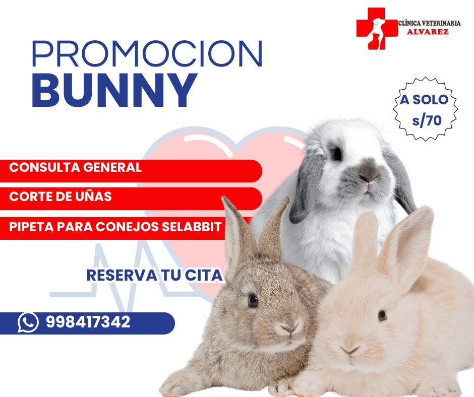 Promoción — Clínica Veterinaria Alvarez